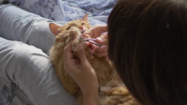 Woman sits in bed and cuts the claws of cute ginger cat scissors. Fluffy pet purring with pleasure, then leaving her knees. Morning bedtime in cozy home. — Stock Video