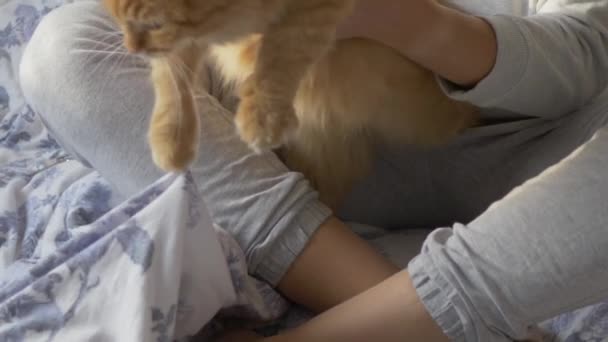 여자는 침대에 앉아 귀여운 생강 고양이 가위의 발톱을 자른다. 유연 한 애완 동물 이 저항 한다. 아늑 한 집에서 자는 새벽녘. — 비디오