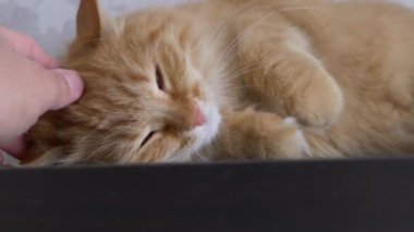 Adam rafta zencefilli kedi okşuyor. Tüylü hayvan zevkle mırıldanıyor. Konforlu ev.