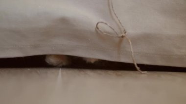 Tatlı kızıl kedi doğal halatla oynuyor. Yumuşak bir hayvan kanepenin altında yatar ve patisiyle ipliği yakalar. Oyuncu hayvan..