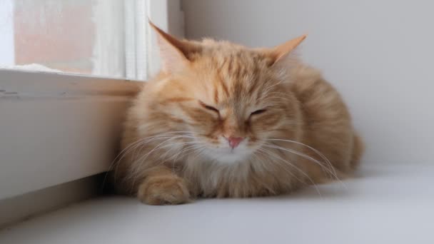 Χαριτωμένη γάτα τζίντζερ ξαπλωμένη στο περβάζι. Χνουδωτό κατοικίδιο κάθεται στο σπίτι σε καραντίνα χωρίς να περπατήσει έξω. Αργή κίνηση. — Αρχείο Βίντεο