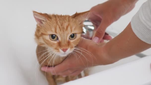 Mujer lava lindo jengibre gato. Fluffy mojado mascota maulla y trata de escapar de la bañera . — Vídeos de Stock