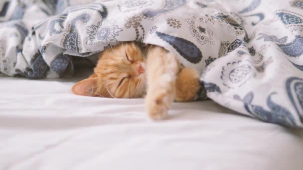 Lindo gato jengibre duerme en la cama. Alfombra esponjosa cómodamente colocada bajo manta . — Vídeo de stock