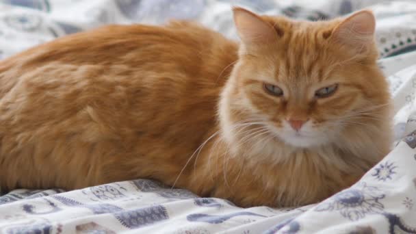 Gato de gengibre bonito dorme na cama. Animal de estimação fofo confortavelmente resolvido em cobertor. Casa aconchegante . — Vídeo de Stock