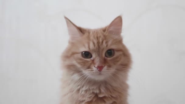 Cute ginger cat looks attentively in camera. Fluffy pet on white background. — Stock Video