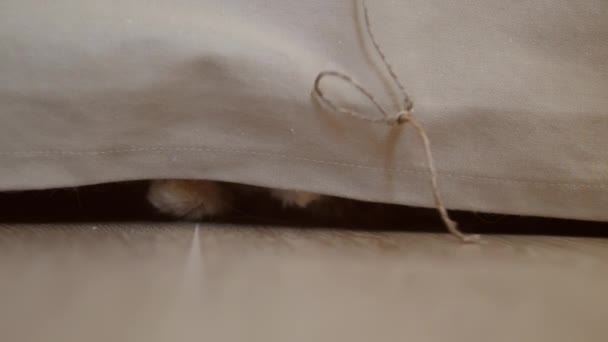 Niedliche Ingwerkatze spielt mit Naturseil. Flauschiges Haustier liegt unter Couch und fängt Faden mit Pfote. Verspieltes Tier. — Stockvideo