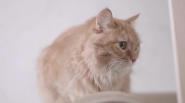 Zencefilli kedi bej koltukta oturuyor. Evdeki tüylü evcil hayvan.