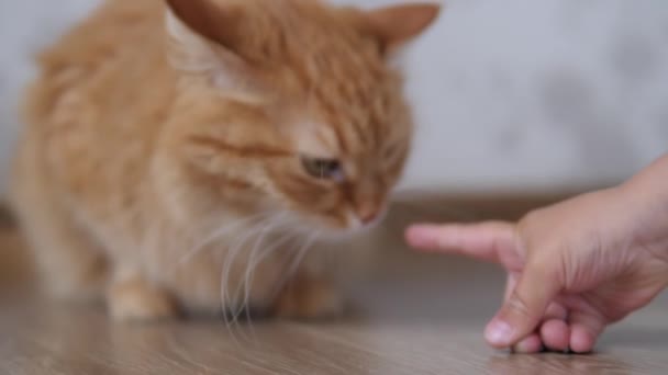 Милый рыжий кот нюхает детские пальчики. Пушистый питомец сидит на полу в уютном доме . — стоковое видео