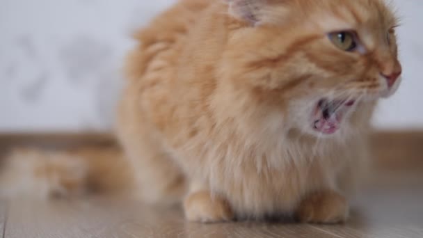 Aranyos vörös macska szaglászik a padlón, és nyalja magát. Bolyhos kisállat kényelmes otthon. — Stock videók
