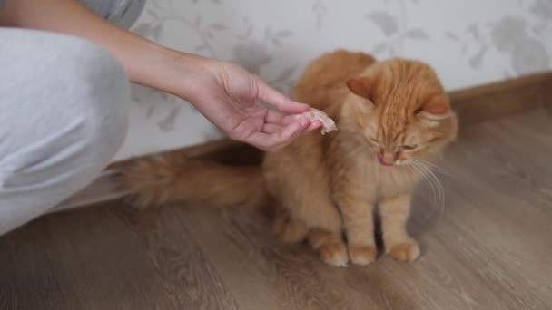 Vrouw geeft een stuk rauw vlees aan schattige gember kat. Fluffy huisdier zit op de vloer in gezellig huis. — Stockvideo