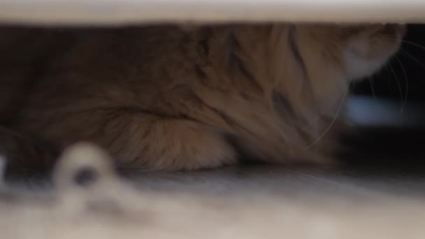 Gato de gengibre bonito senta-se debaixo do sofá. Couros de estimação fofos assustados sob móveis . — Vídeo de Stock