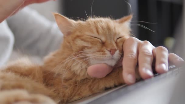 Vrouw in grijs huis kleding afstandsbediening werkt met laptop en schattige gember kat op haar knieën. Coronavirus afgesloten. Quarantaine vanwege COVID-19. — Stockvideo