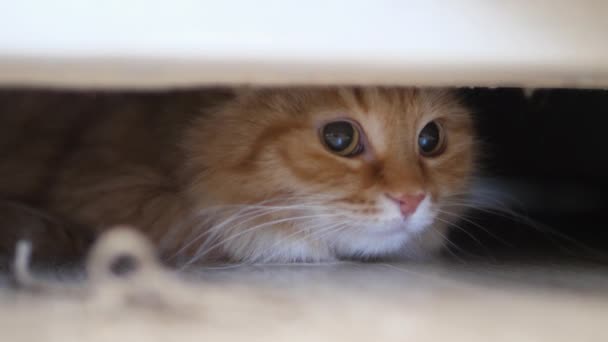 Mignon chat roux assis sous le canapé. animal de compagnie pelucheux effrayé se cache sous les meubles .