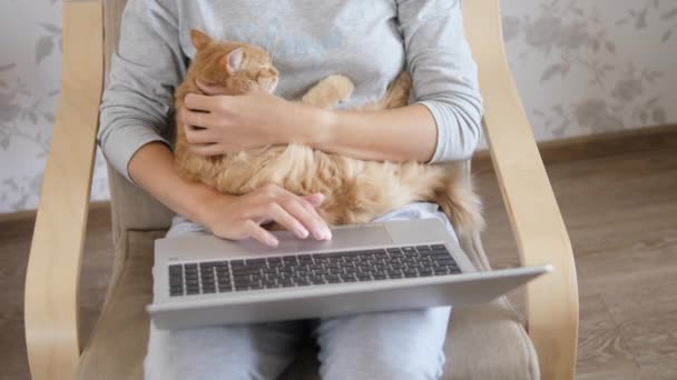 Mujer en casa gris ropa remota funciona con el ordenador portátil y lindo gato jengibre en sus rodillas. Cierre del Coronavirus. Cuarentena por COVID-19 . — Vídeos de Stock