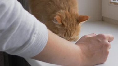 Kadın, sevimli kızıl kedi tarafından yapılmış çizikler gösteriyor. Kabarık tüylü hayvan pencere pervazında yatıyor ve okşamak istiyor. Yavaş çekim.