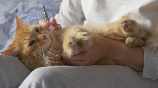 Woman sits in bed and cuts the claws of cute ginger cat scissors. Fluffy pet purring with pleasure, then resists. Morning bedtime in cozy home. — Stock Video