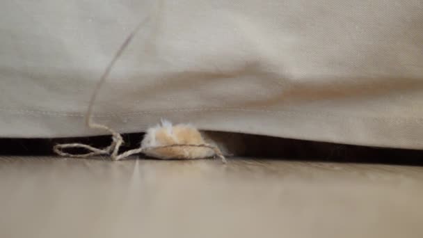 귀여운 진저 고양이가 천연 밧줄을 가지고 노네. 솜털 이 많은 애완 동물은 소파 밑에 누워 발로 실을 잡는다. 장난하는 동물. — 비디오