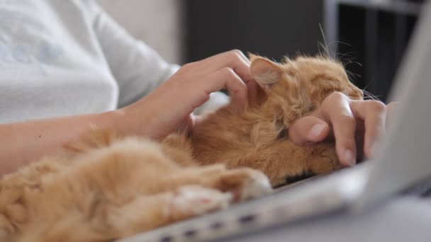 Vrouw in grijs huis kleding afstandsbediening werkt met laptop en schattige gember kat op haar knieën. Coronavirus afgesloten. Quarantaine vanwege COVID-19. — Stockvideo