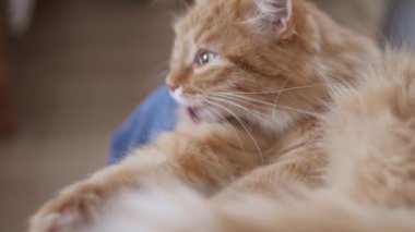 Tatlı kızıl kedi. Erkeklerin dizlerini yalıyor. Tüylü evcil hayvanlar zevkle mırıldanır. Konforlu ev.