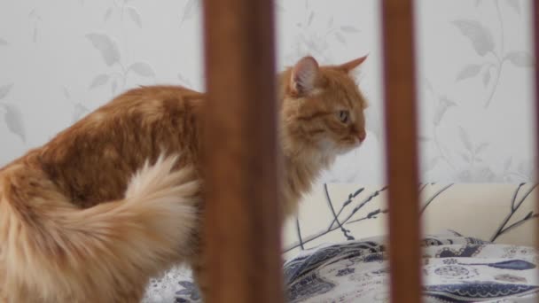 Aranyos vörös macska nyalogatja az ágyban. Bolyhos kisállat kényelmesen telepedett a takaróra. Hangulatos otthon. — Stock videók