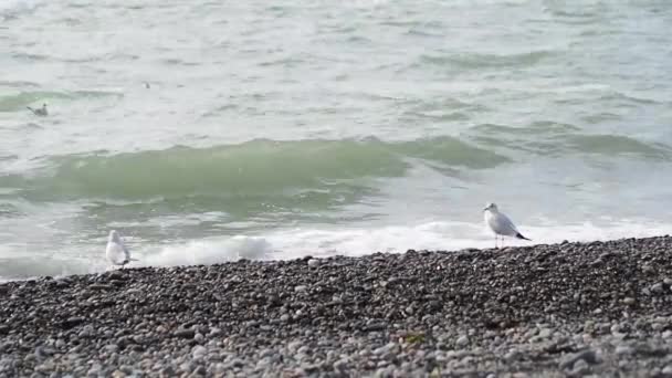 Чайка на скалистом пляже. Белая морская птица гуляет по морю . — стоковое видео