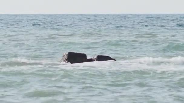 Paysage marin par beau temps. Vue sur la mer depuis la plage. Sotchi, Russie . — Video