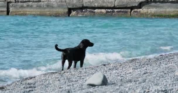 Black cão vadio está brincando com ondas do mar na praia rochosa deserto . — Vídeo de Stock