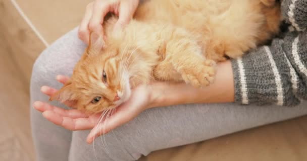 Kvinnlig stroke söt ingefära katt. Fluffiga sällskapsdjur purres av nöje. Mysigt hem. — Stockvideo