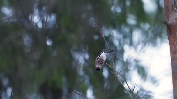 A nőstény bikapinty szedret eszik. Fényes madár egy faágon a téli erdőben. — Stock videók