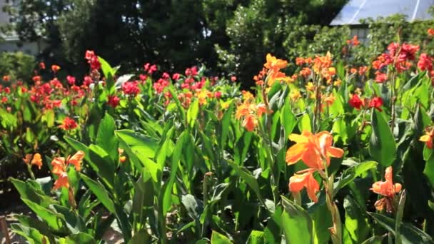 Bloeiende irisbloemen. Bloemenbed met planten met kleurrijke bloemblaadjes. — Stockvideo