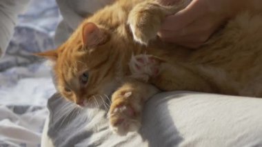 Kadın yatakta zencefilli kediyi okşuyor. Tüylü hayvan zevkle mırıldanıyor. Rahat bir evde yatma vakti..