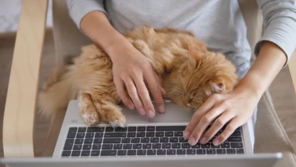 Женщина в серой домашней одежде удаленно работает с ноутбуком и симпатичной рыжей кошкой на коленях. Изоляция коронавируса. Карантин из-за COVID-19 . — стоковое видео