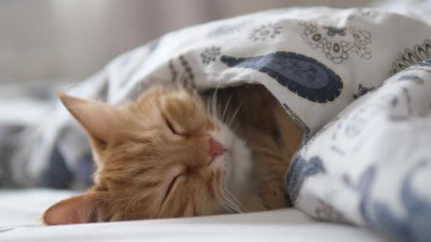 Roztomilá zrzavá kočka spí v posteli. Chlupatý mazlíček se pohodlně usadil pod dekou. — Stock video