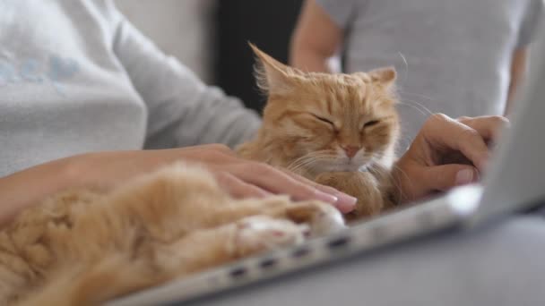 Mujer en casa gris ropa remota funciona con el ordenador portátil y lindo gato jengibre en sus rodillas. Cierre del Coronavirus. Cuarentena por COVID-19 . — Vídeos de Stock
