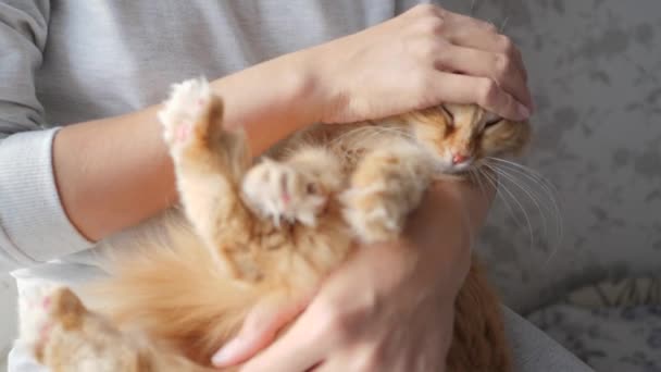 Жінка погладжує милого імбирного кота на підвіконні. Пухнастий домашній улюбленець з задоволенням. Затишний будинок . — стокове відео