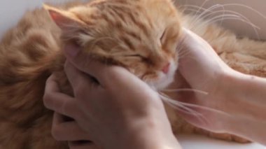 Kadın pencere pervazında kızıl kediyi okşuyor. Tüylü hayvan zevkle mırıldanıyor. Konforlu ev.