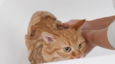 Kadın güzel zencefilli kedi yıkıyor. Yumuşak ıslak ev hayvanları miyavlıyor ve küvetten kaçmaya çalışıyor..