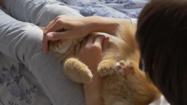 Mujer está acariciando lindo jengibre gato en la cama. Mascotas esponjosas ronroneando de placer. Mañana hora de acostarse en casa acogedora . — Vídeo de stock