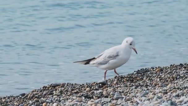 岩の多いビーチでカモメ。白い海の鳥が海の波に乗って歩いている。ソチロシア. — ストック動画