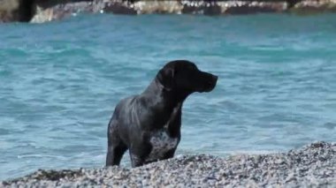 Kara sokak köpeği çöldeki kayalık sahilde deniz dalgalarıyla oynuyor..