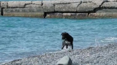 Kara sokak köpeği çöldeki kayalık sahilde deniz dalgalarıyla oynuyor..