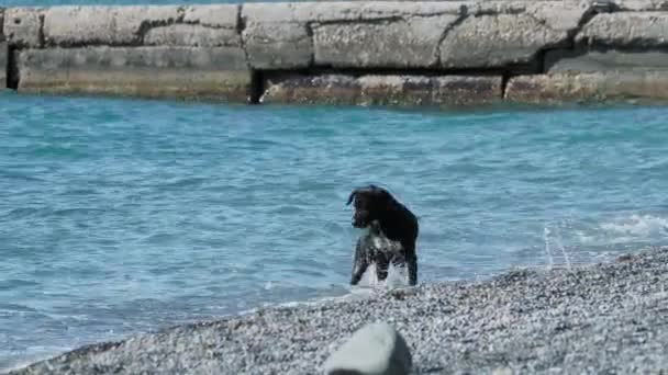 Czarny bezpański pies bawi się falami morskimi na pustynnej skalistej plaży. — Wideo stockowe