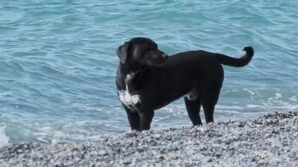 Svart herrelös hund leker med havsvågor på ökenstenig strand. Långsamma rörelser. — Stockvideo