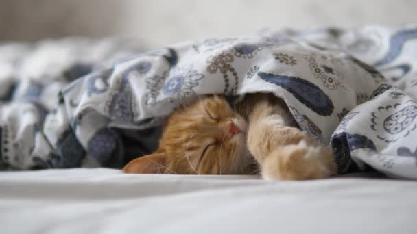 Niedliche Ingwerkatze schläft im Bett. Flauschiges Haustier bequem unter Decke niedergelassen. — Stockvideo
