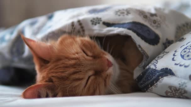 Słodki rudy kot śpi w łóżku. Puszyste zwierzę komfortowo rozliczane pod kocem. — Wideo stockowe