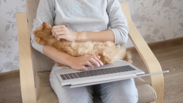 Kvinna i grått hem kläder fjärrkontroll fungerar med laptop och söt ingefära katt på knä. Coronavirus avstängt. Karantän på grund av COVID-19. — Stockvideo