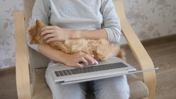 Mujer en casa gris ropa remota funciona con el ordenador portátil y lindo gato jengibre en sus rodillas. Cierre del Coronavirus. Cuarentena por COVID-19 . — Vídeos de Stock