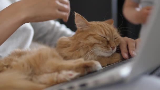 Mulher em cinza casa roupas remotas funciona com laptop e gato de gengibre bonito em seus joelhos. Fechamento do Coronavírus. Quarentena por causa do COVID-19 . — Vídeo de Stock