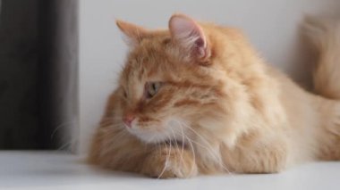 Pencerenin pervazında duran sevimli kızıl kedi. Pofuduk evcil hayvan dışarıda yürümeden evde karantinada oturuyor. Yavaş çekim.