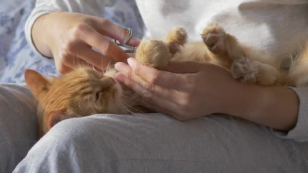 La mujer se sienta en la cama y corta las garras de tijeras de jengibre lindo gato. Mascotas esponjosas ronroneando de placer. Hora de dormir en casa acogedora . — Vídeo de stock